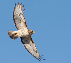 Red-tailed Hawk soar (ZS)