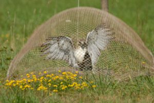 Red-tailed Hawk being captured for banding.
