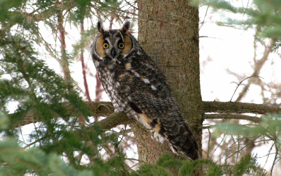 Photography Focused Owl Prowl