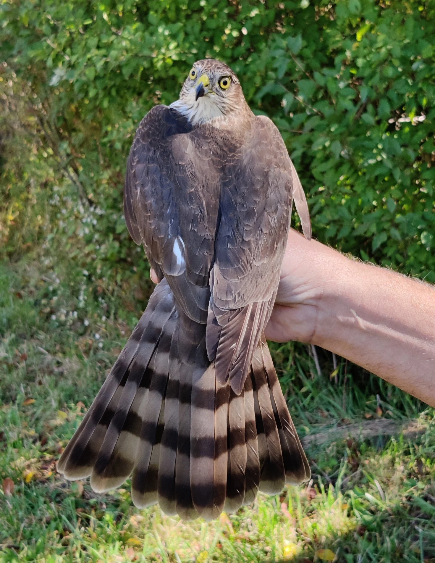 Sharp-shinned Hawk Banding